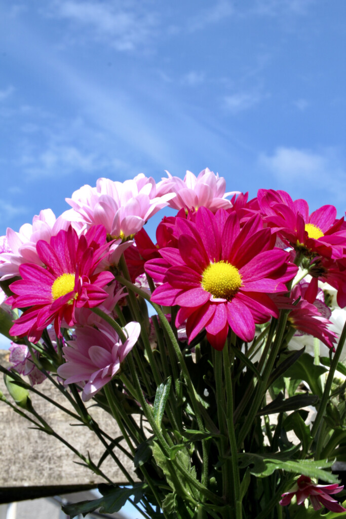 Pink chrysanths