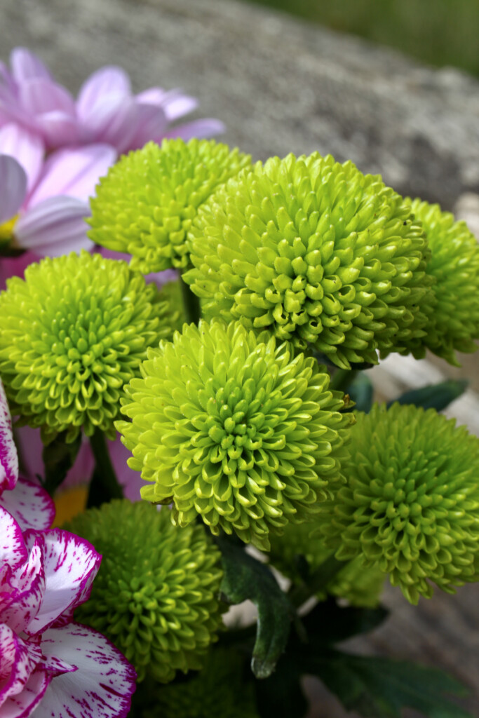 Green chrysanths