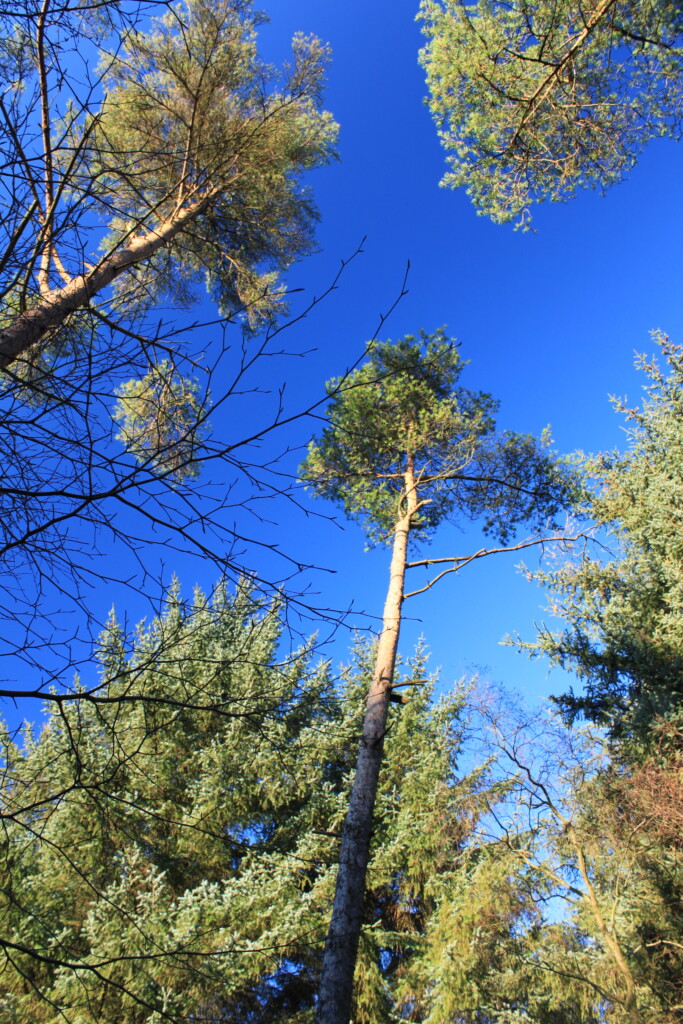 Blue above the green