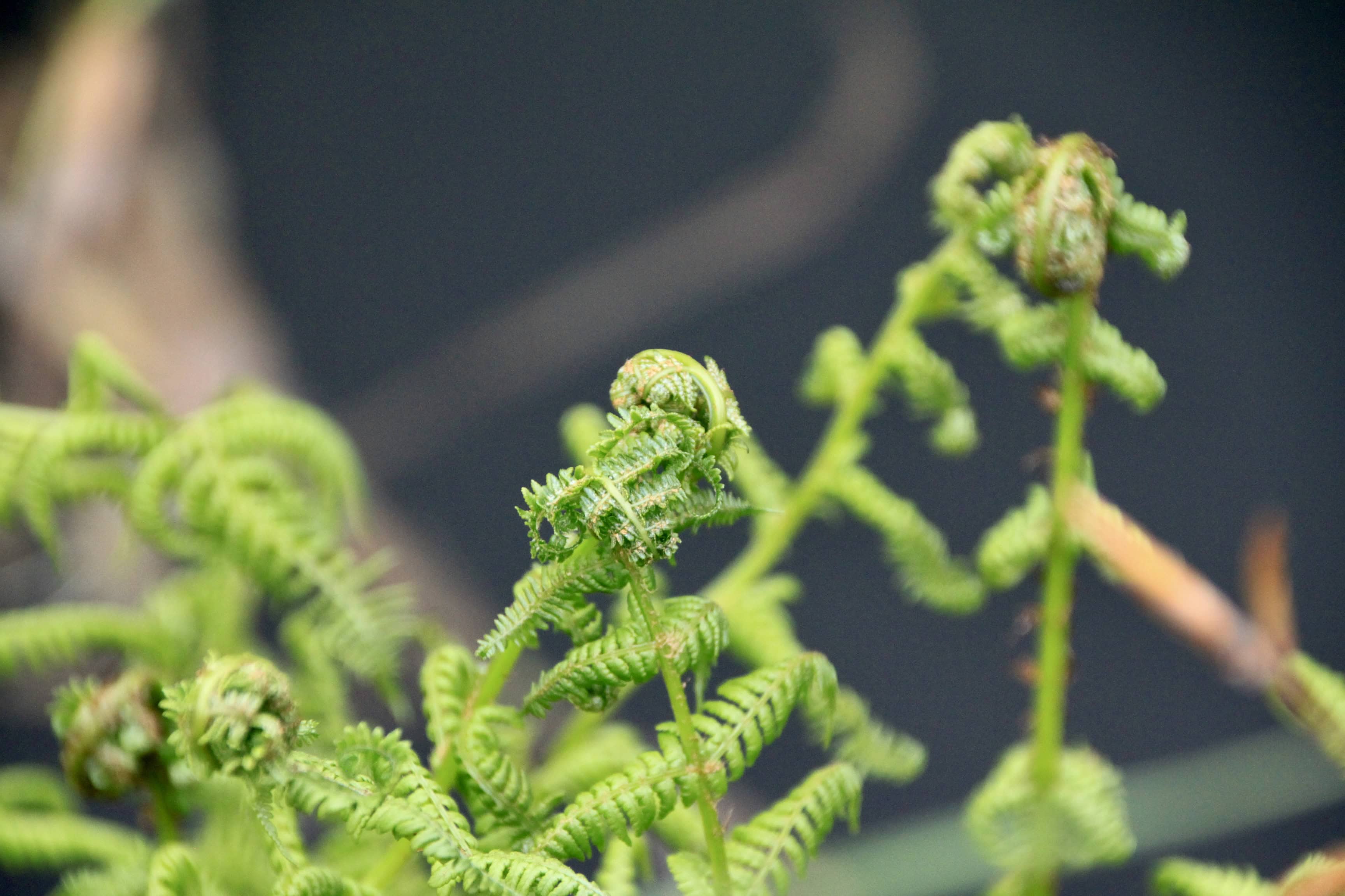 Unfurling Ferns — Macro Monday May 17