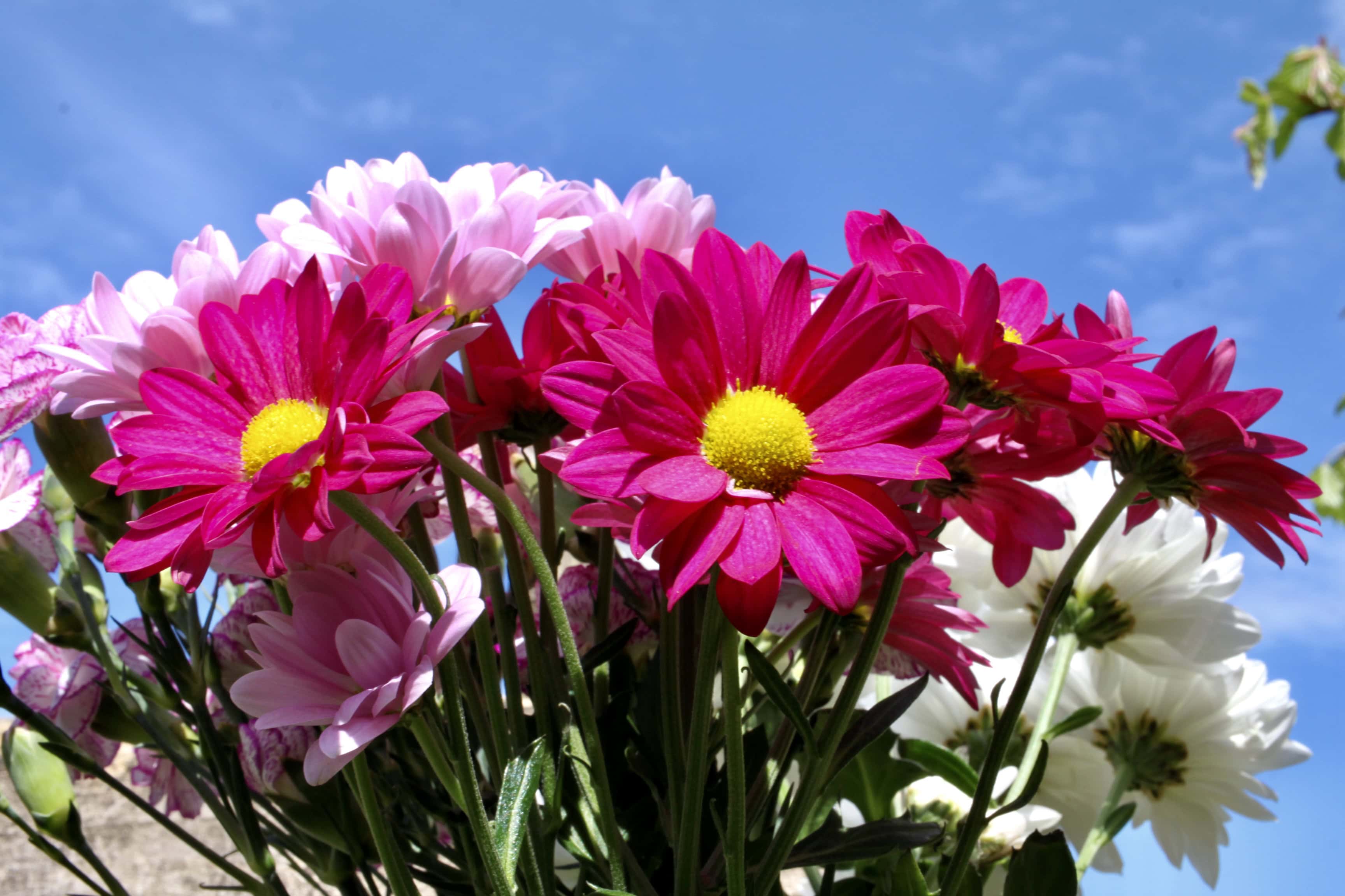 Pink Chrysanths — FOTD May 26