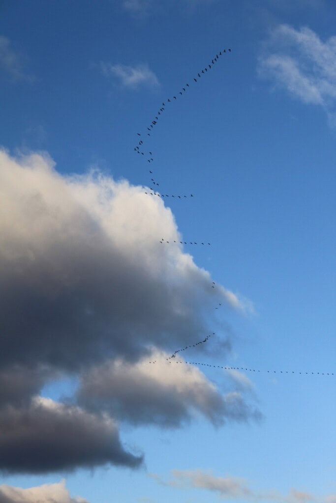 Migrating geese