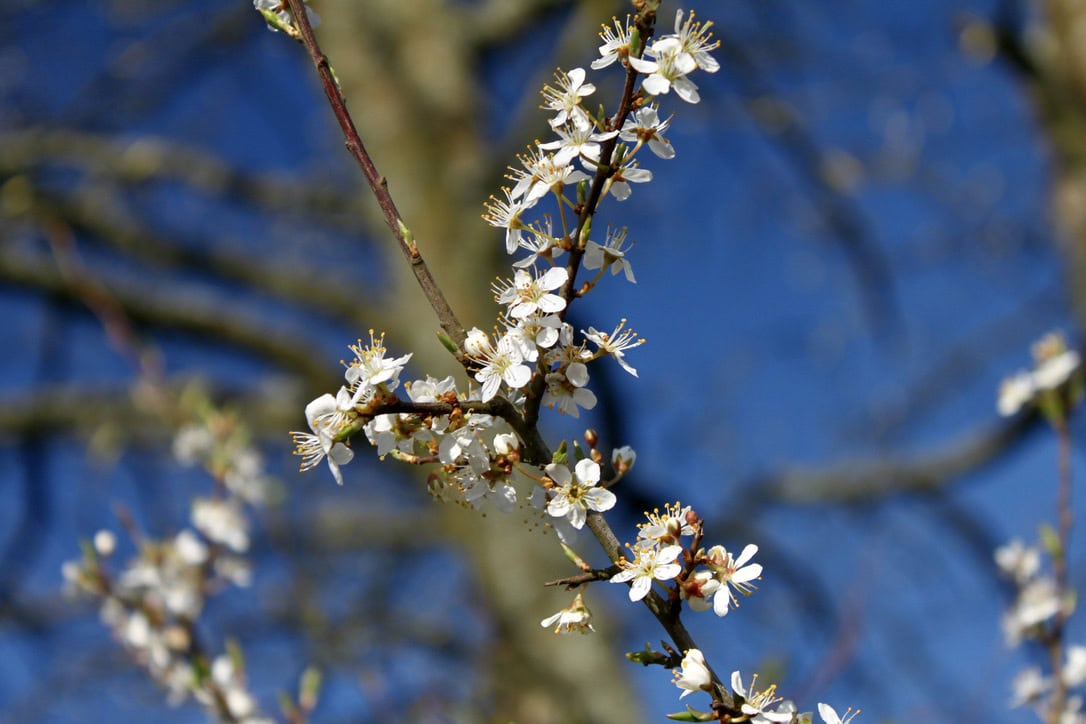 Hawthorn Blossom — Macro Monday May 03