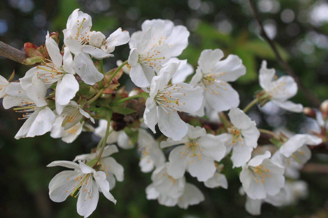 White Blossom — FOTD May 14 and FF#28