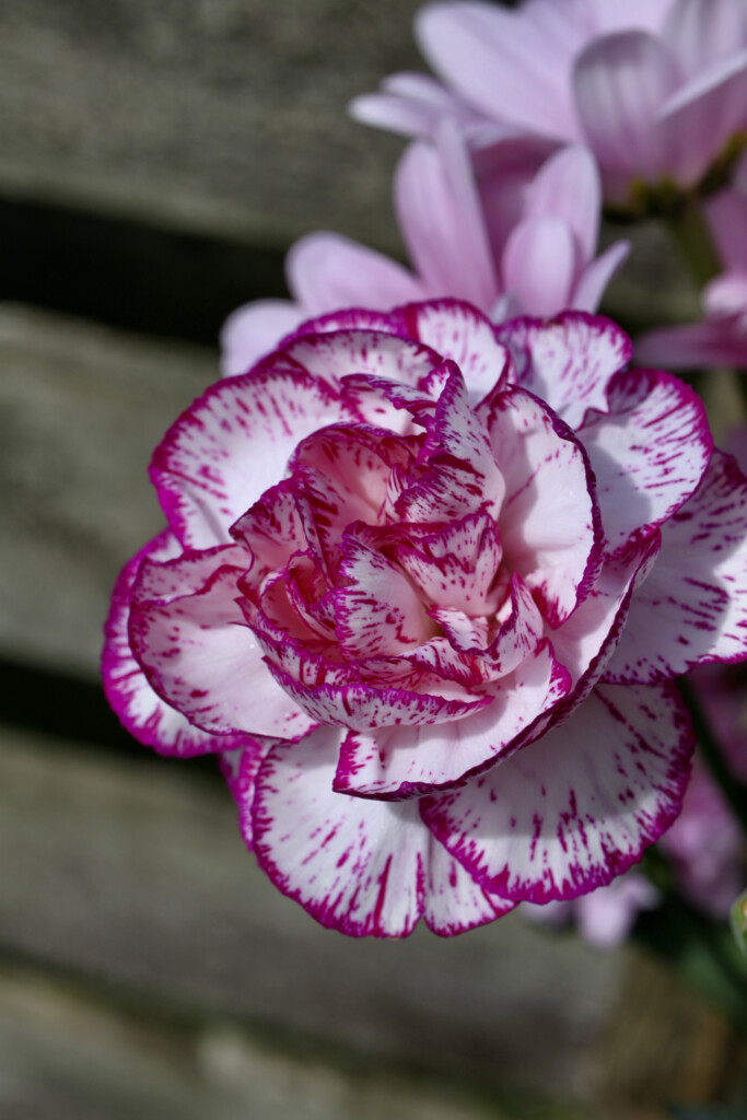 Carnation