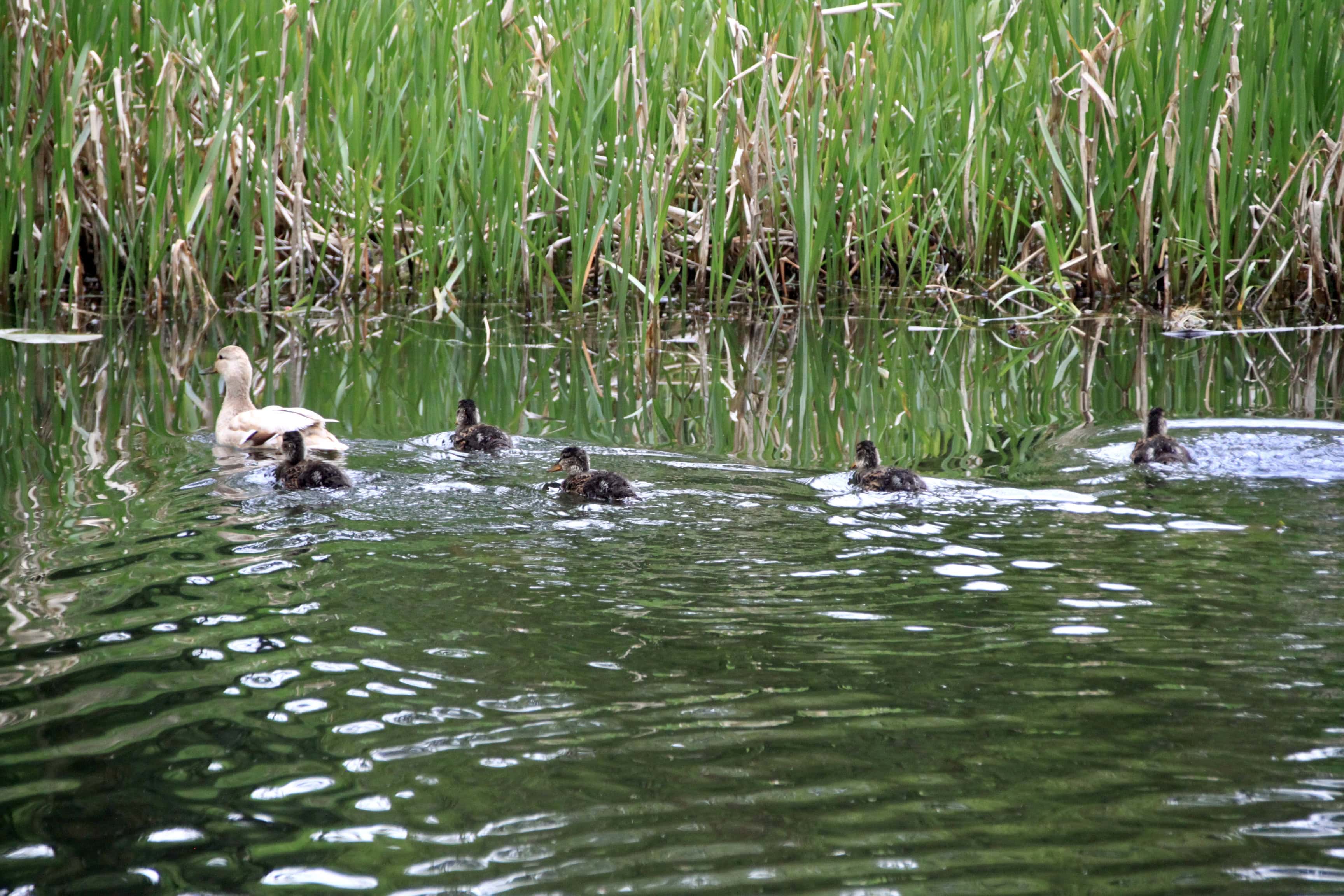 Mother Duck and her Tiny Flotilla