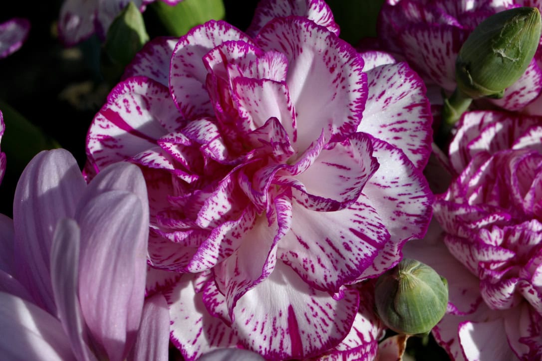 Carnation — FOTD May 23