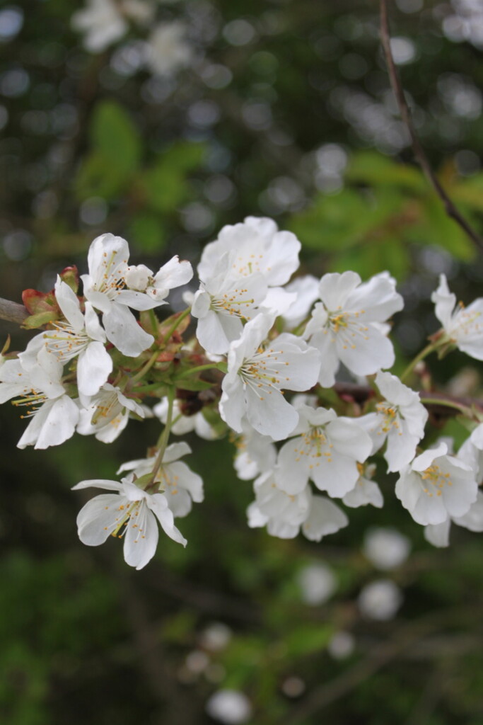 White blossom
