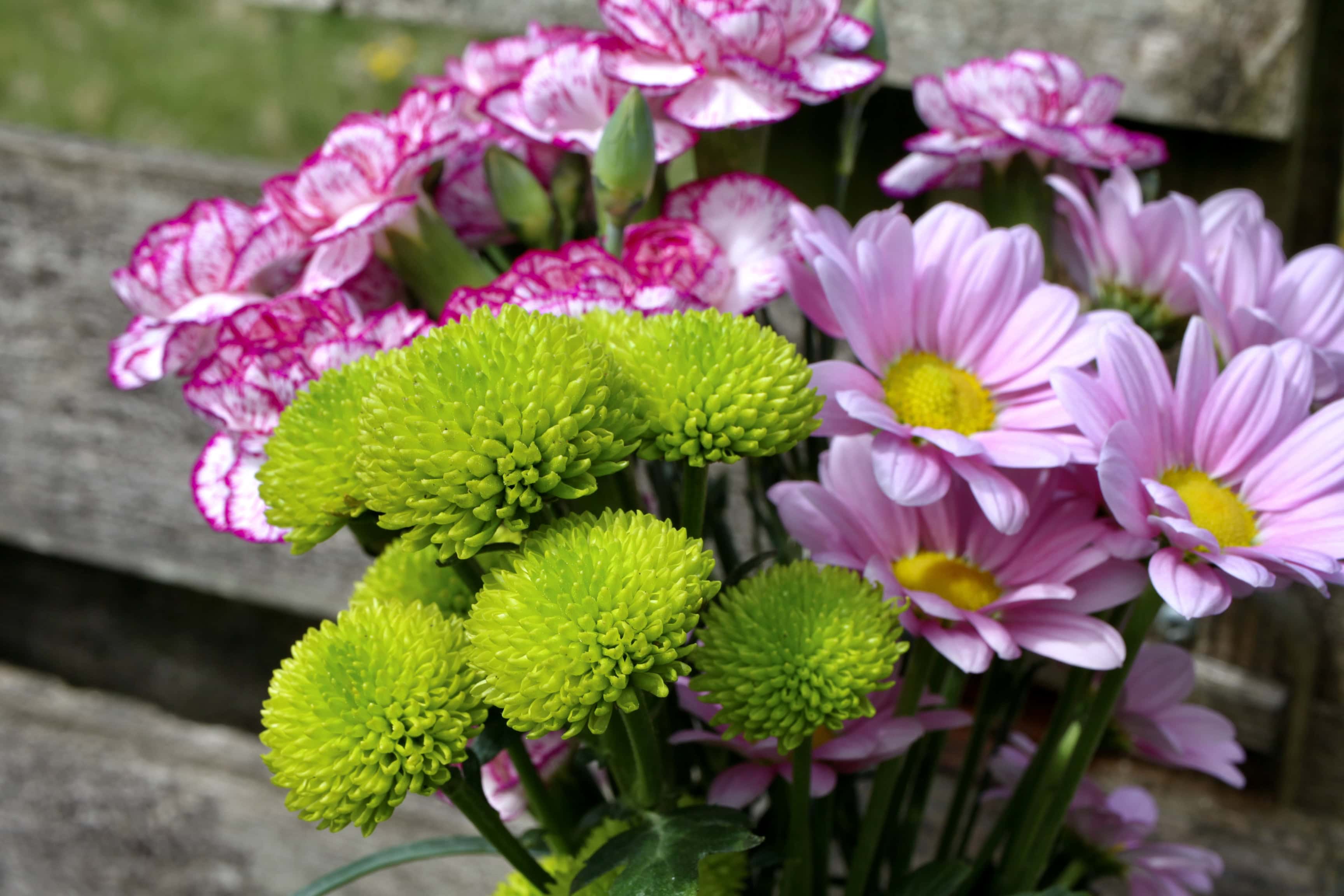 Green Chrysanths — FOTD May 20