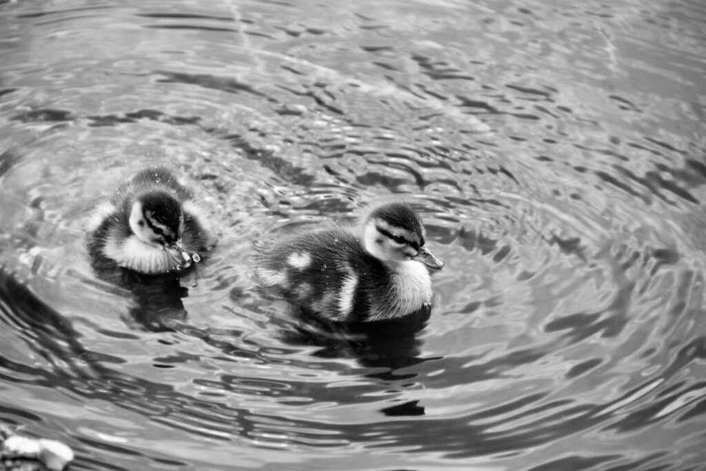 Ducklings