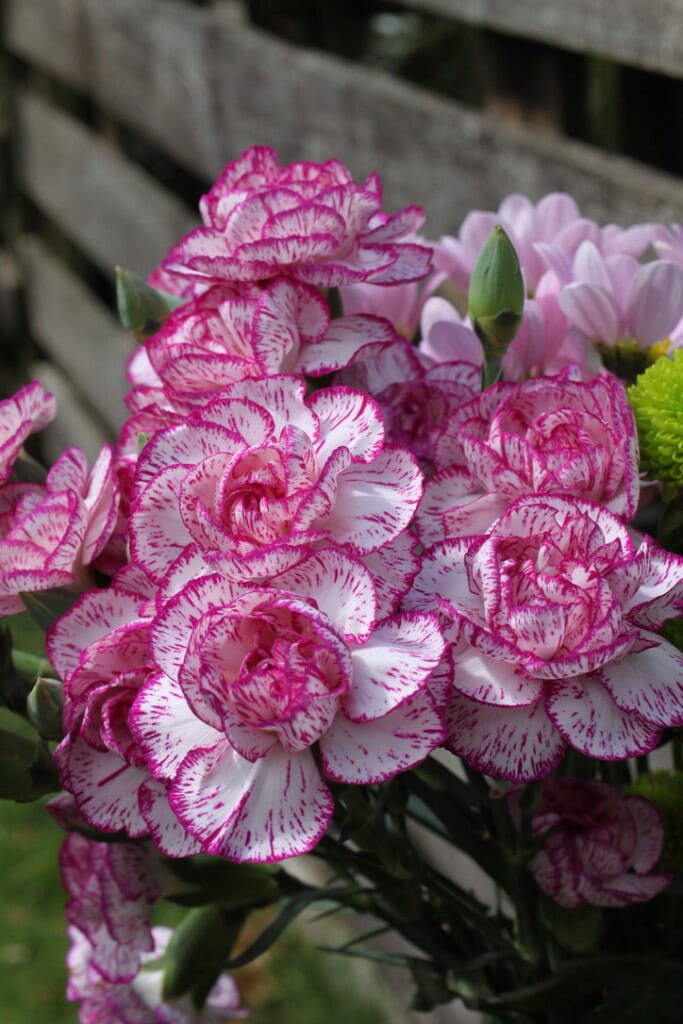 Carnations