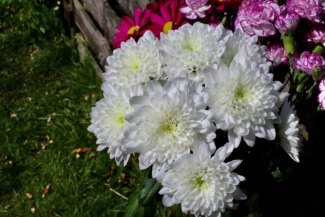 White Chrysanths — FOTD May 22