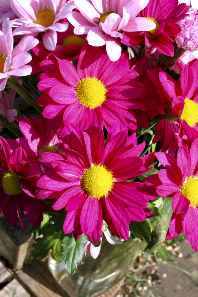 Pink chrysanthemums