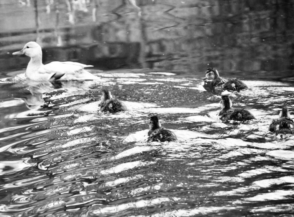 Ducklings