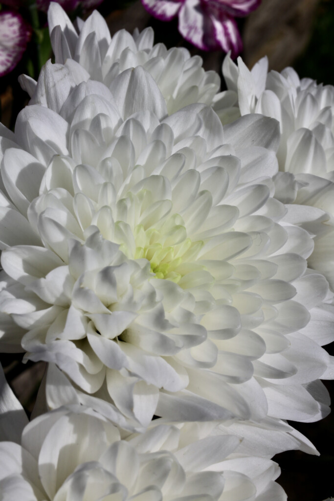 White chrysanthemum