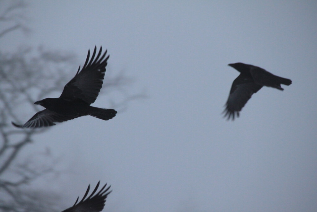 Ravens in the fog