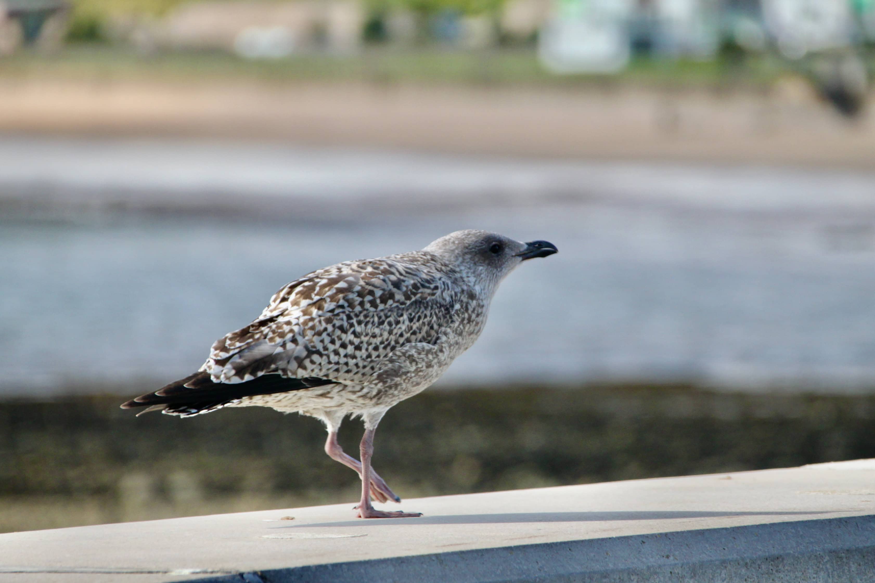 Geese, Goslings and Gulls — Bird Weekly – Photo Challenge