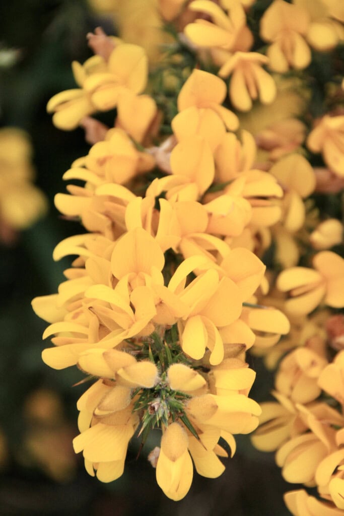 Gorse flowers
