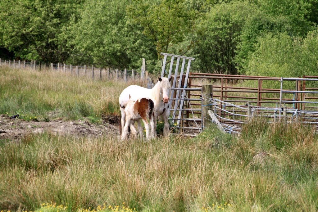 Horse & foal