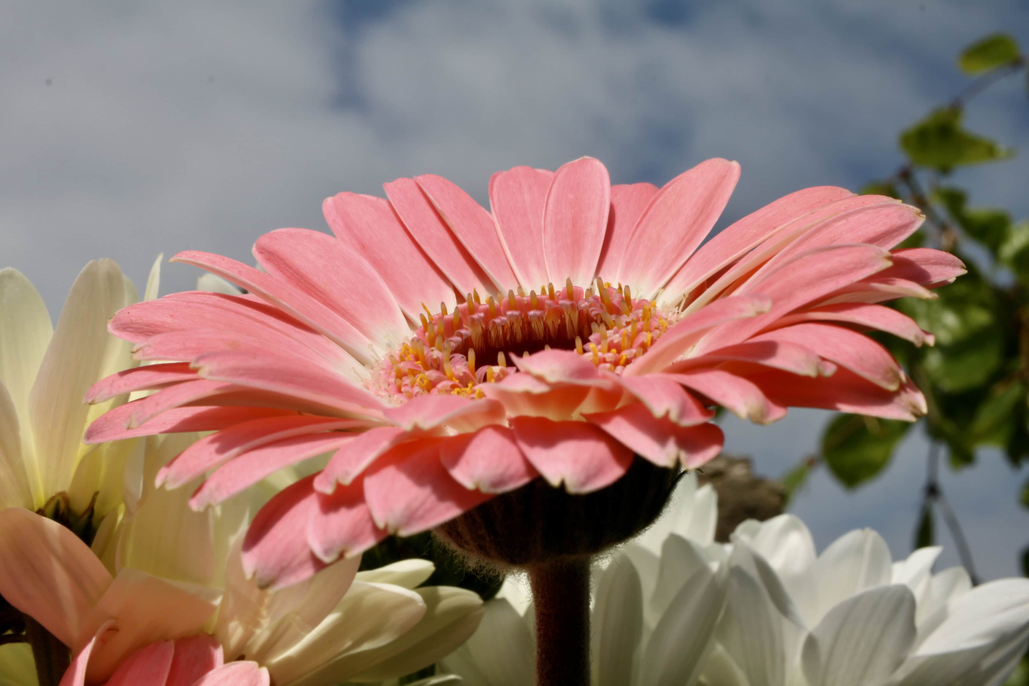 Pink Daisy — FOTD Jun 03