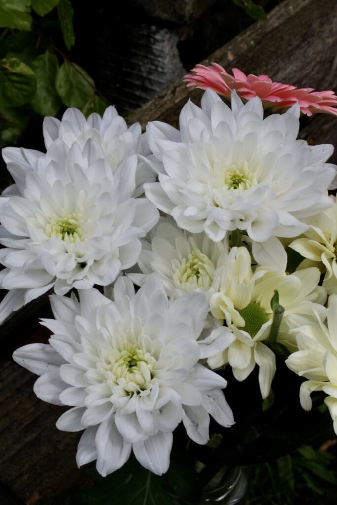 White chrysanthemums