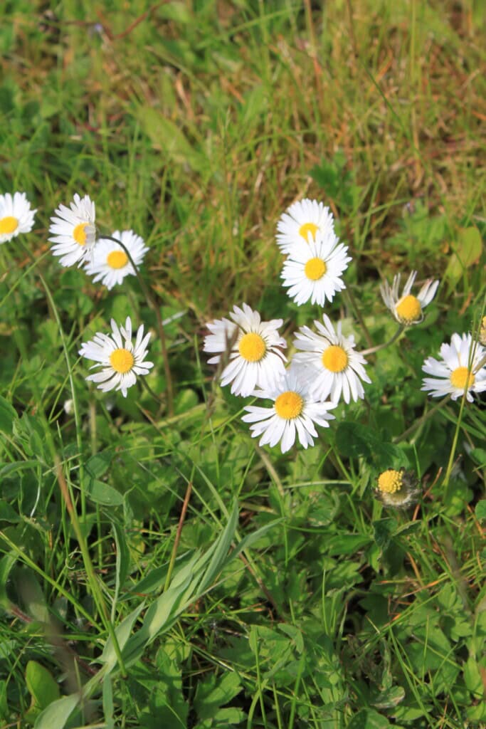 Daisies