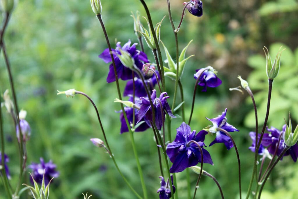 Purple columbines