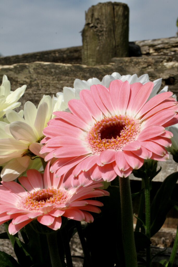 Gerbera daisy