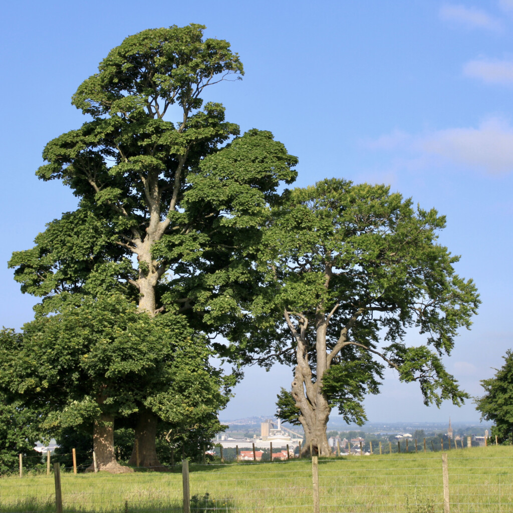 Trees at Clackmannan Tower