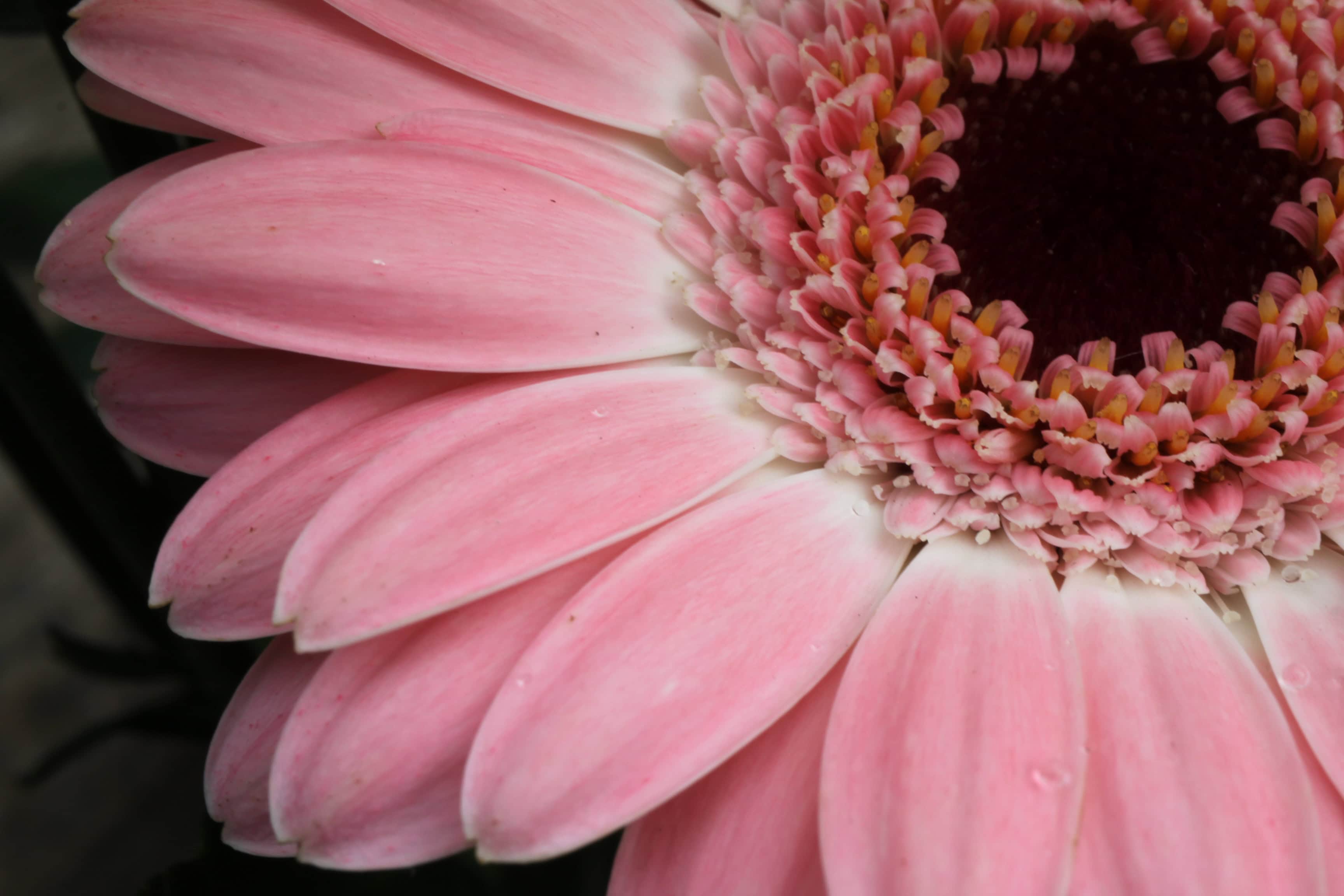 Gerbera Daisy — Macro Monday Jun 14