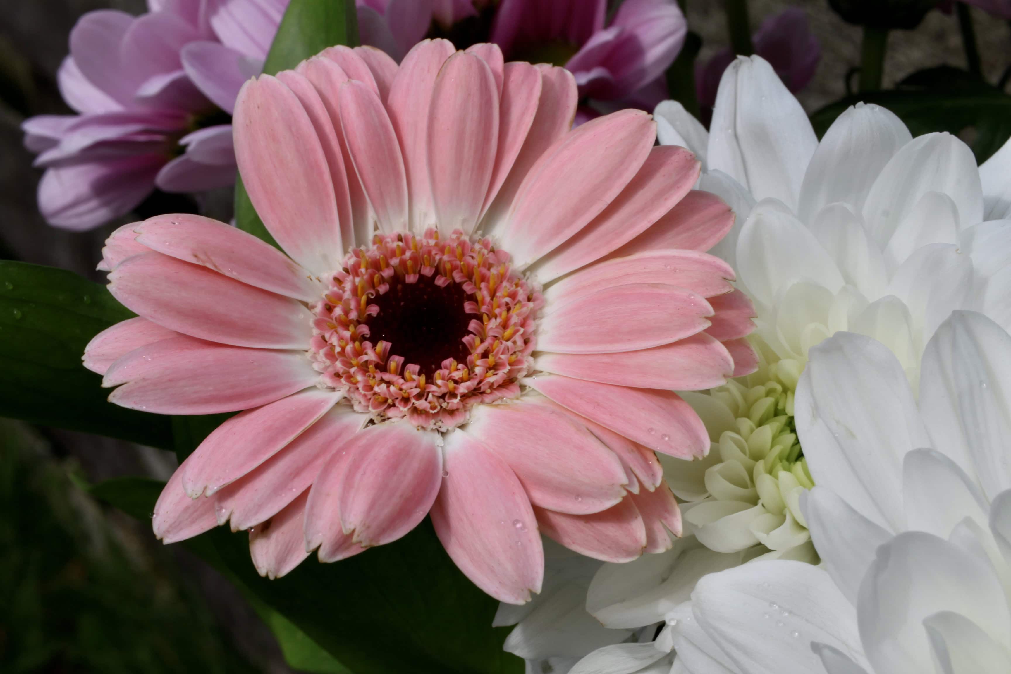 Gerbera Daisy — FOTD Jun 15