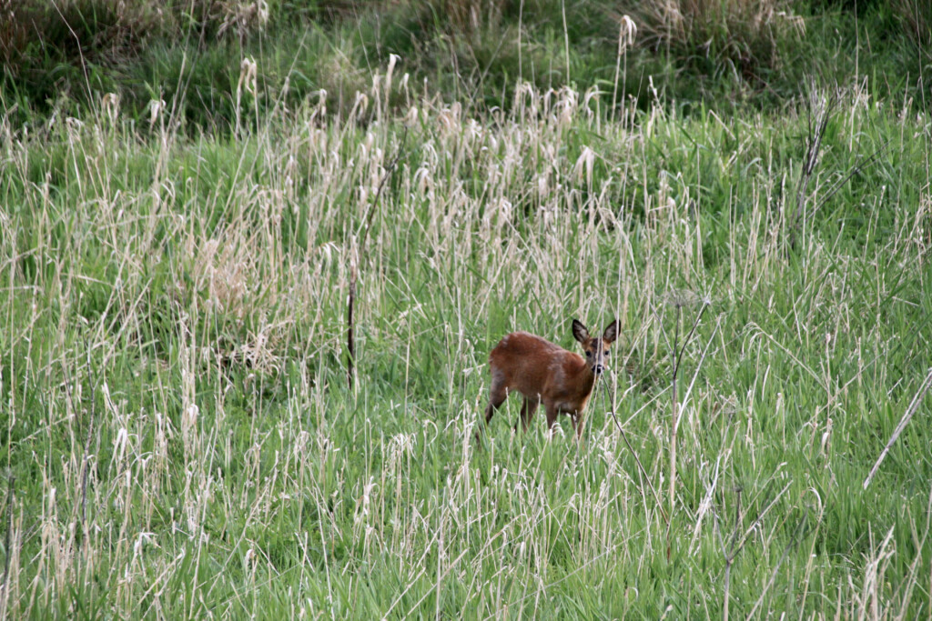 Red deer