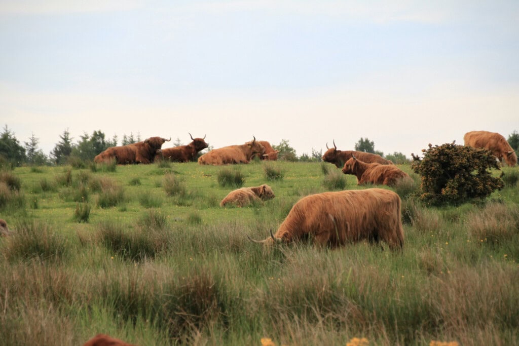 Hielan coos