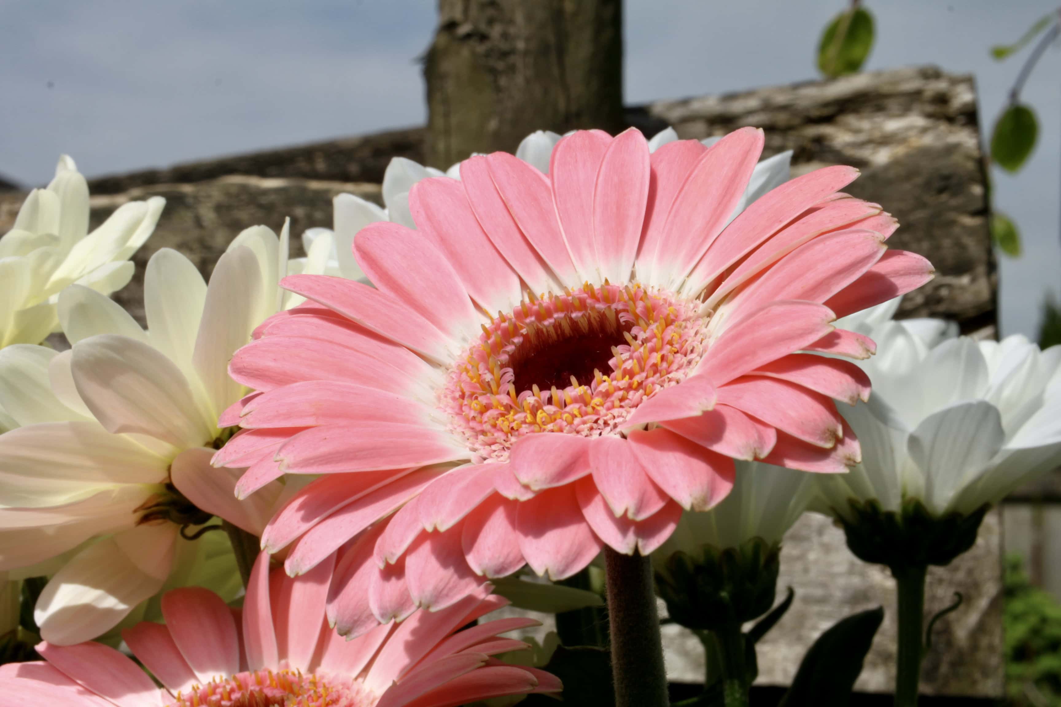 Gerbera Daisy — FOTD Jun 19