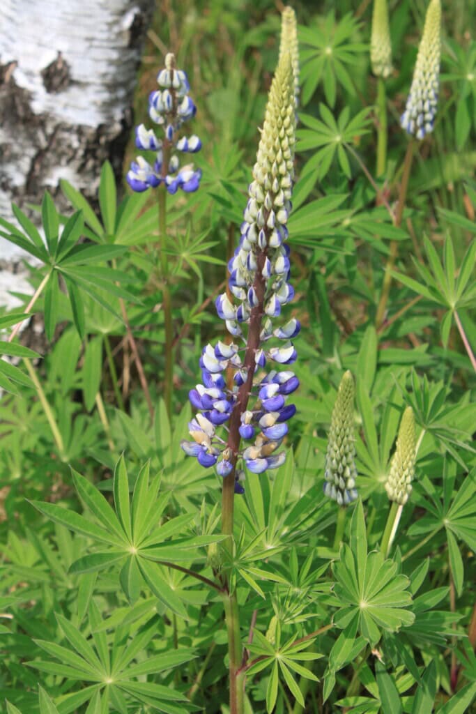 Wild lupines
