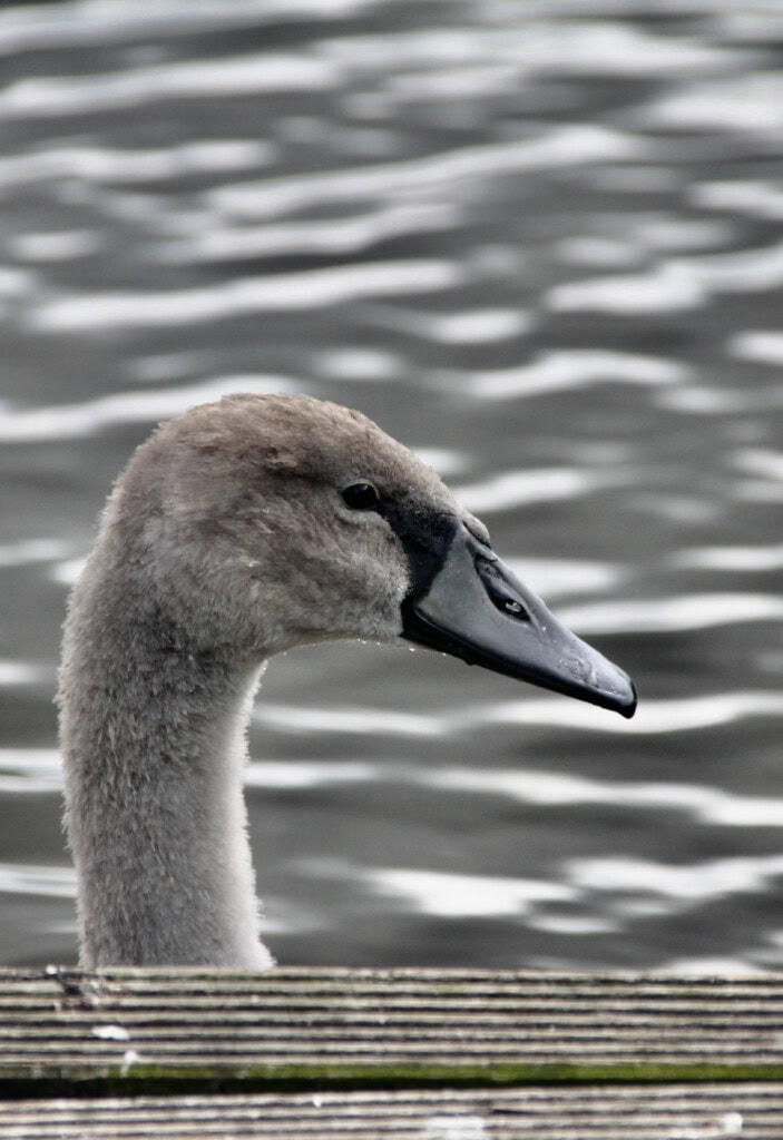 Signet
