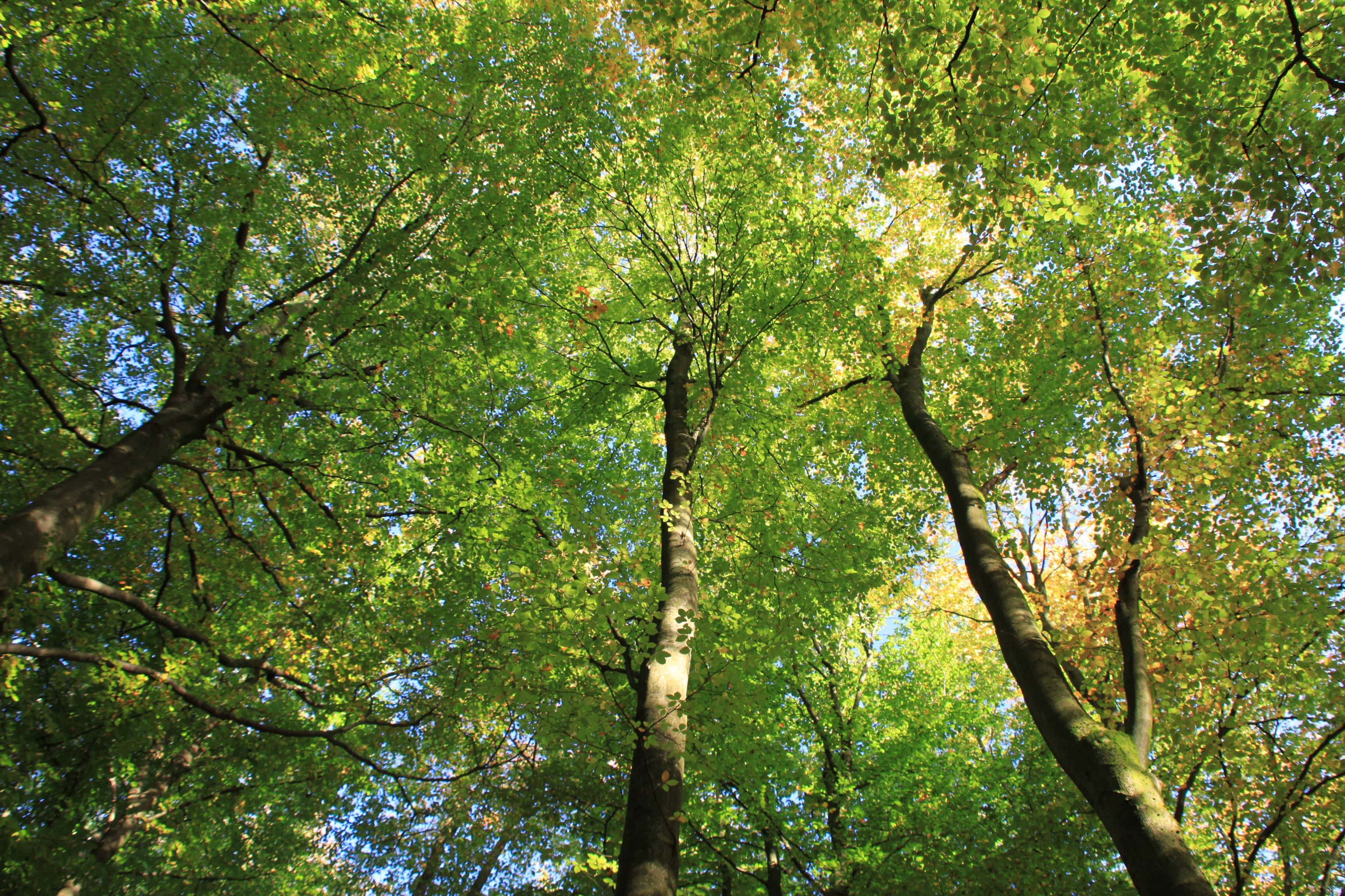 Lots of Green — CFFC