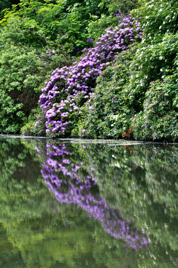 Rhodie's by the Canal