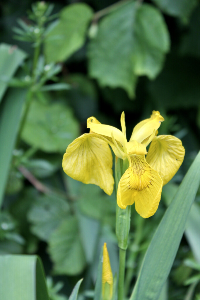 Yellow Iris