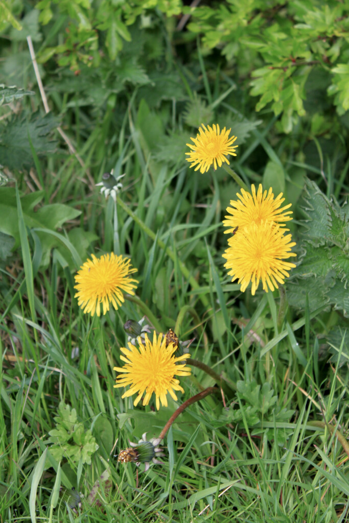 Dandelions