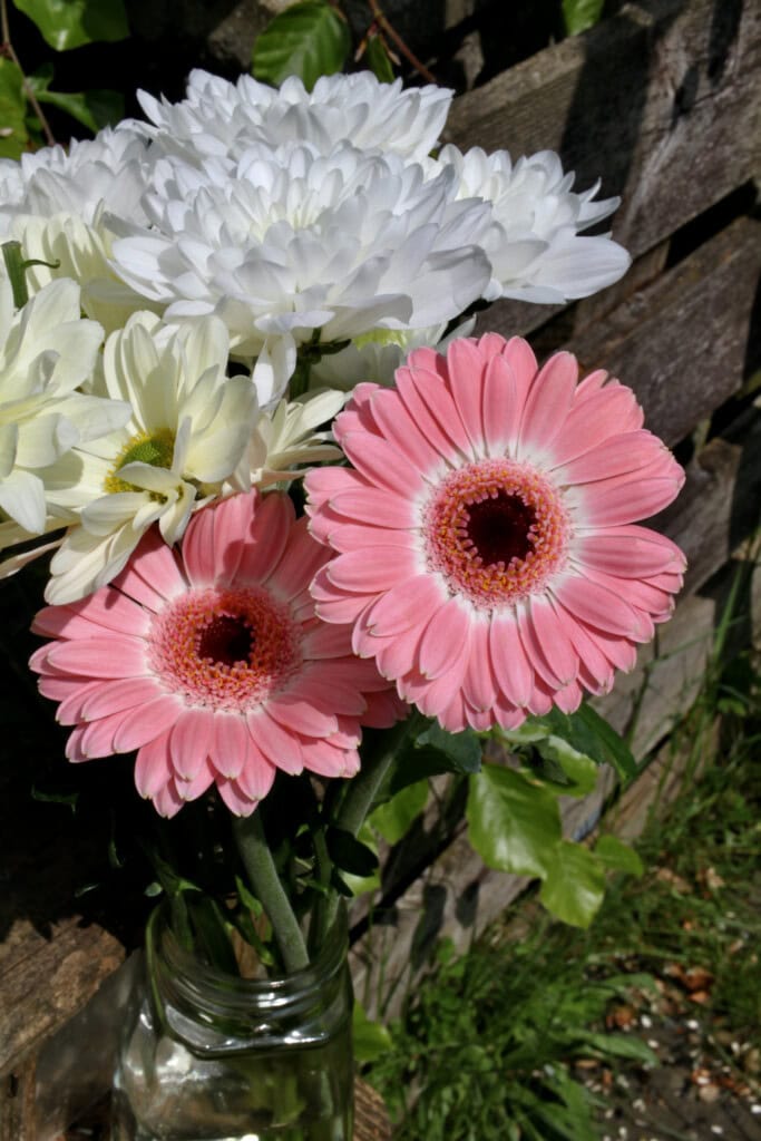 Pink daisy