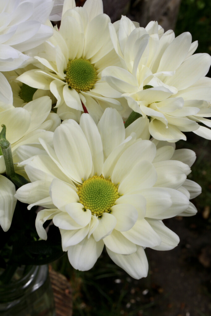 Pale yellow chrysanths