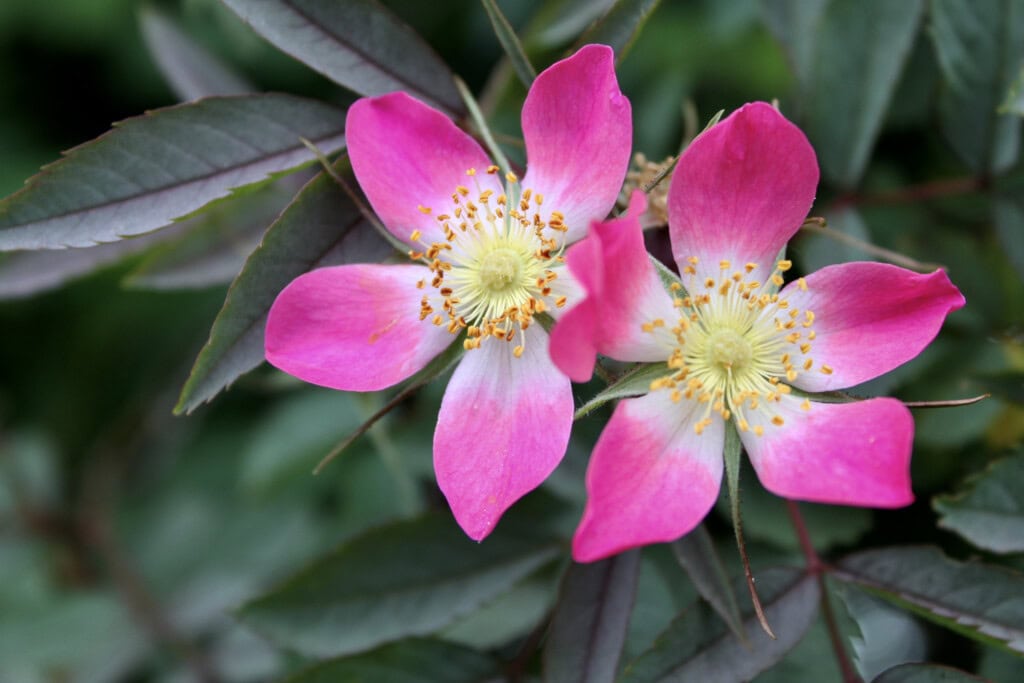 Wild pink rose
