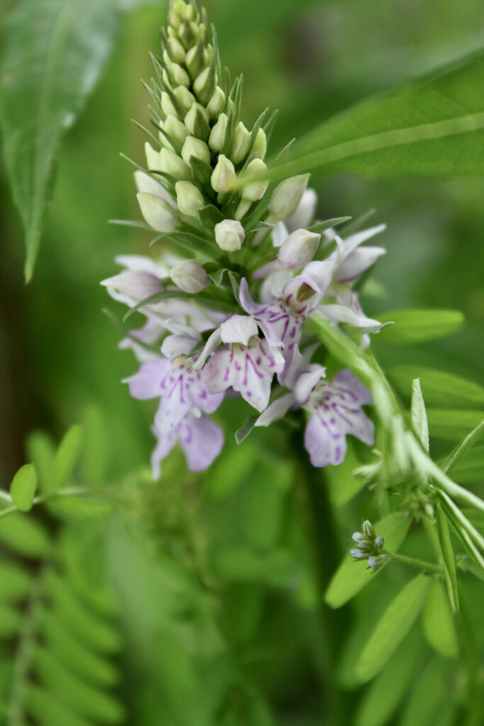 Northern marsh orchid