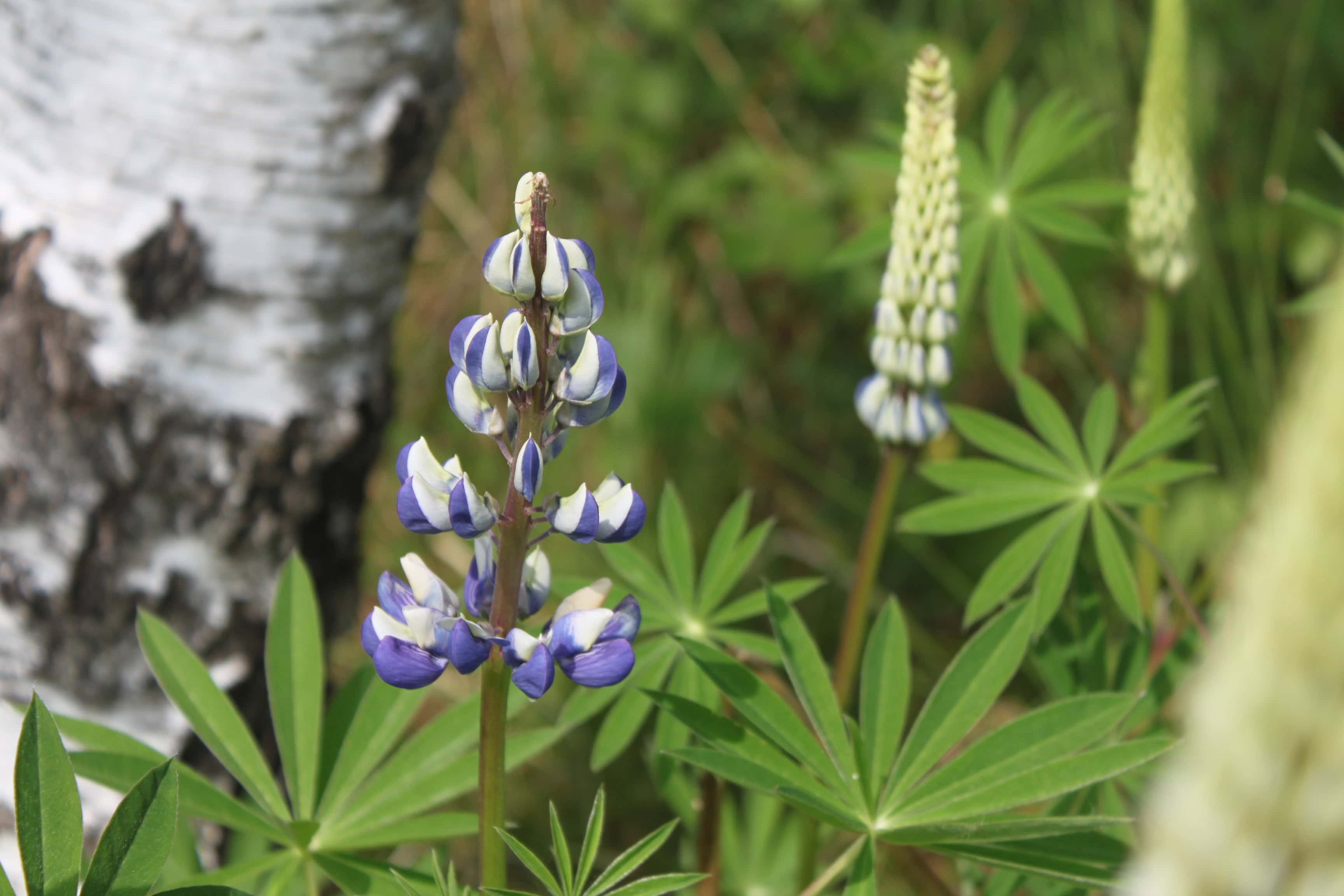 Wild Lupines — FOTD Jun 09