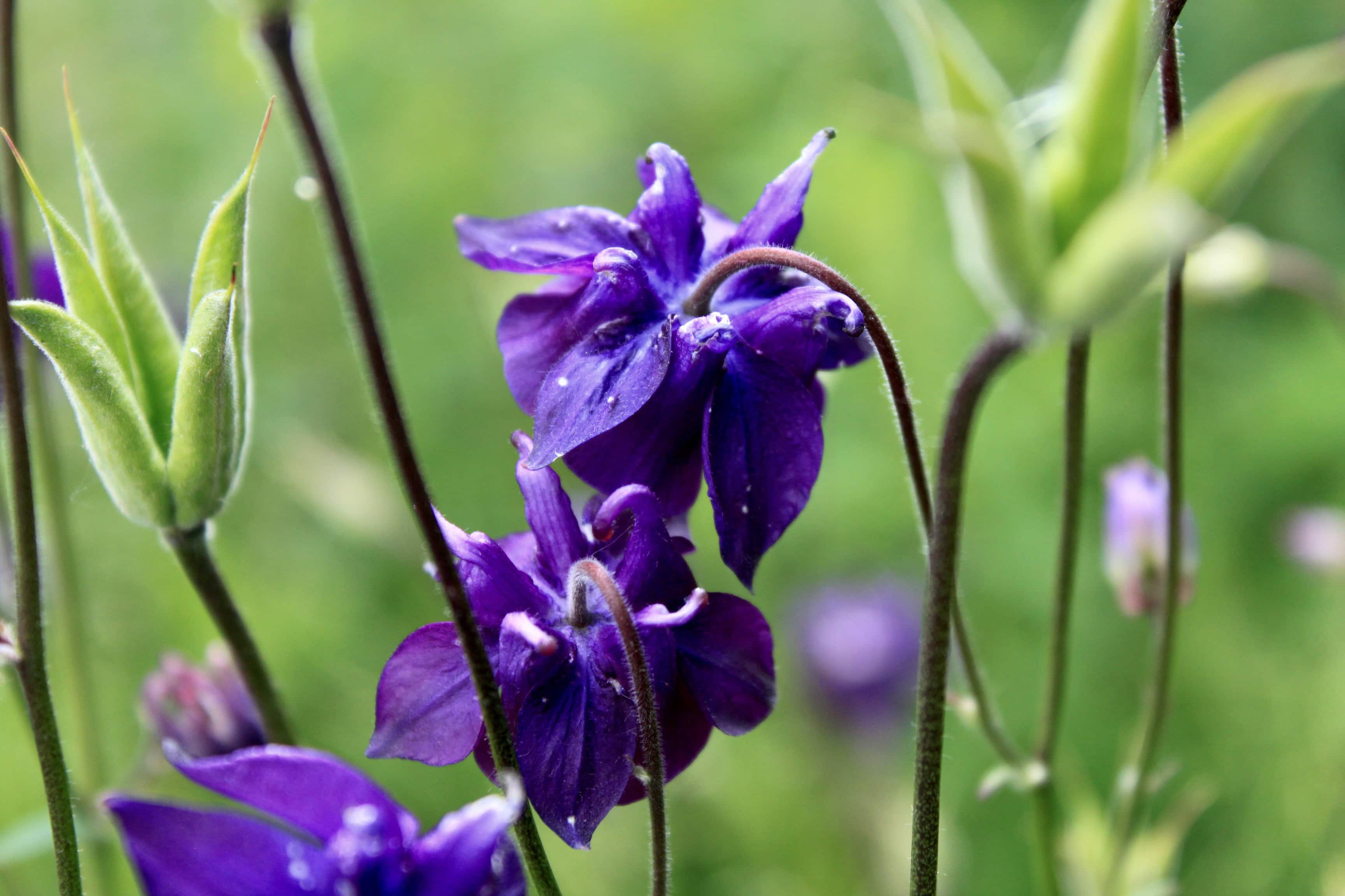 Purple Columbines — FOTD Jun 24