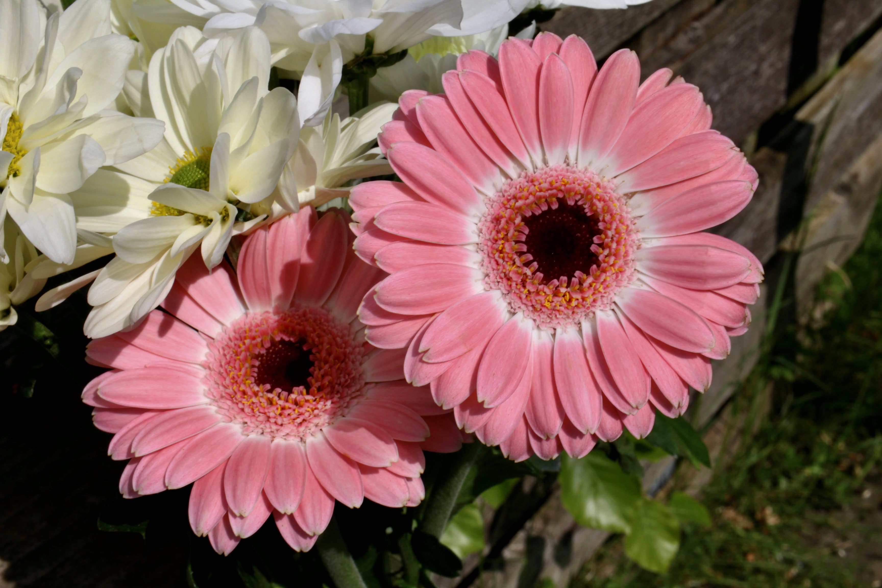 Pink Daisy — FOTD Jun 02