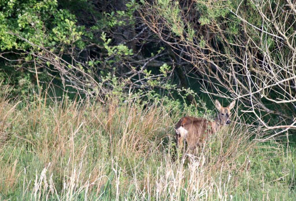 Red deer