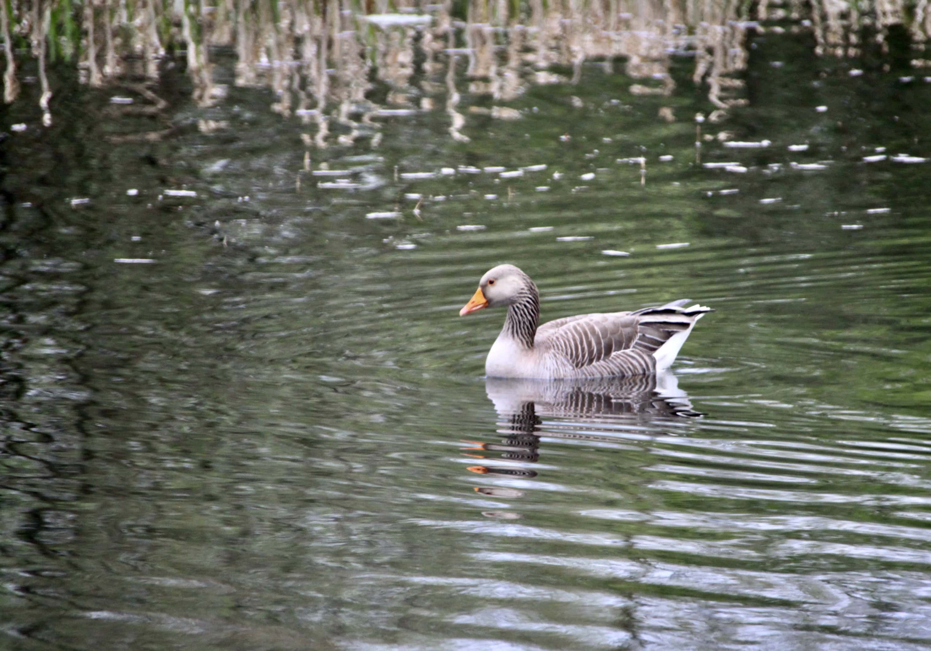 Birdlife at the Canal — Fan Of… #116