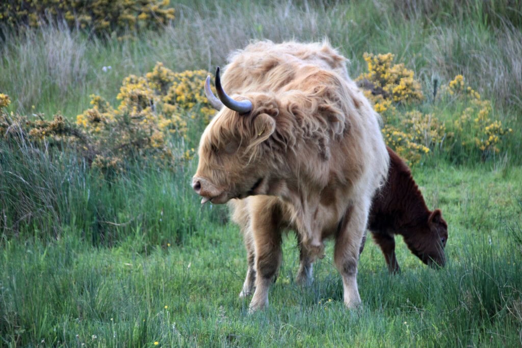 Hielan coos